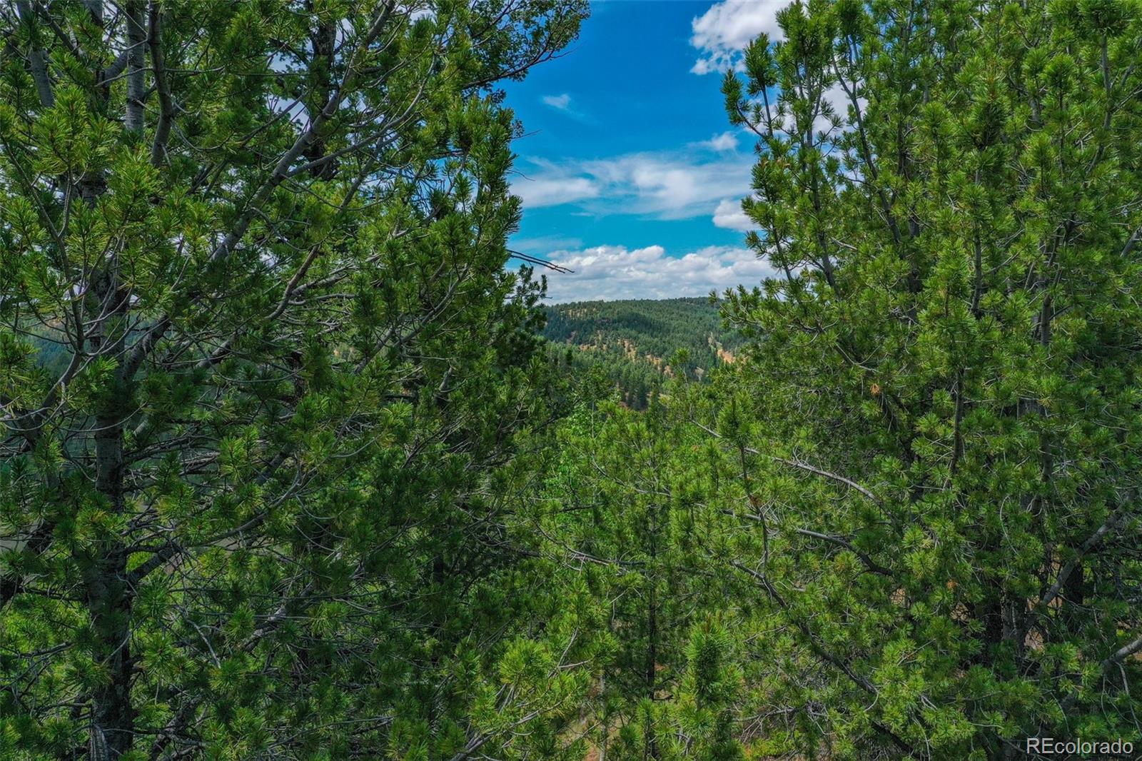 773 Timber Ridge Road Divide, CO 80814 - Photo 10 of 15 a close up of a tree in a garden