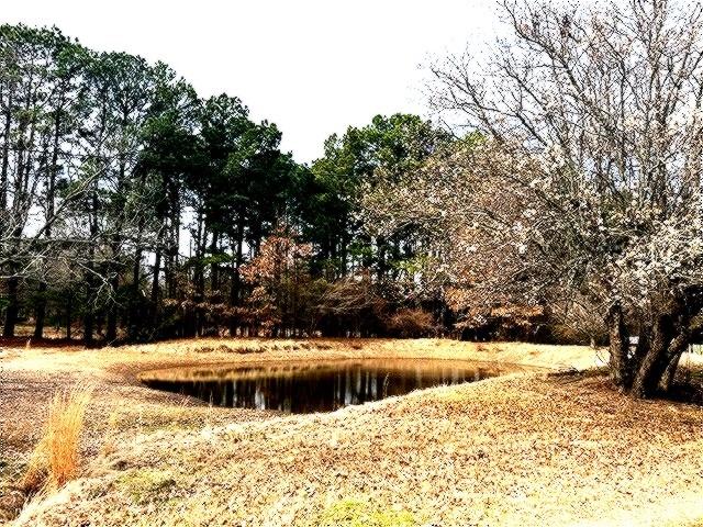 1525 Mansfield Road Reno, TX 75462 - Photo 4 of 34 a view of swimming pool with an outdoor space