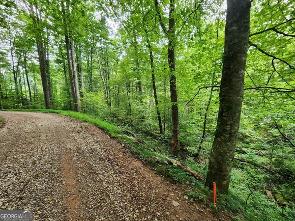 a view of a yard with large trees