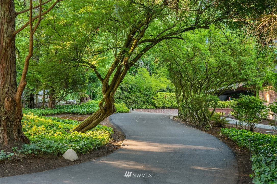 110 Northside Road Bellevue, WA 98004 - Photo 4 of 37 a view of a garden with plants and large trees