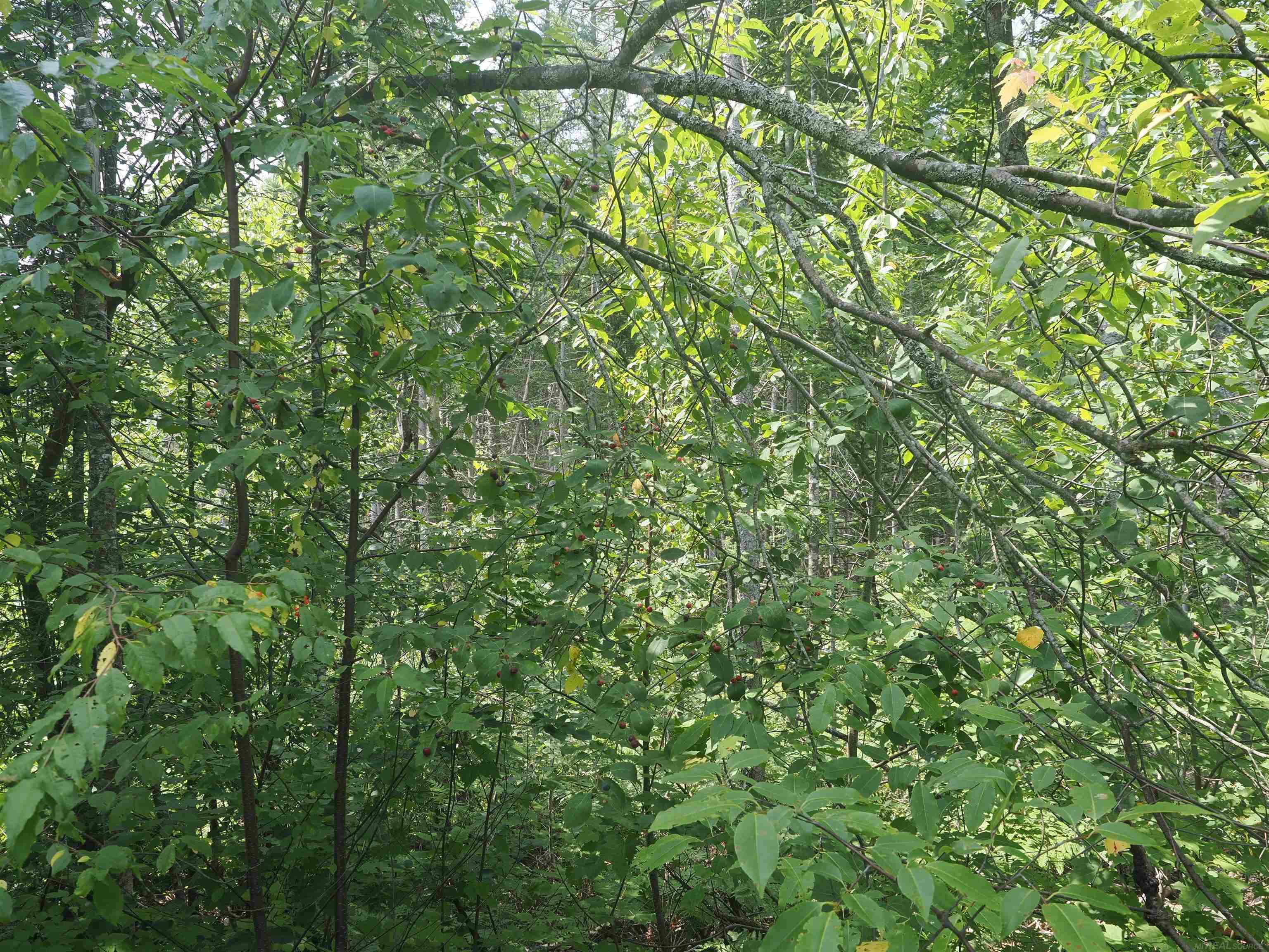 9976 South Salt Point Road Eckerman, MI 49728 - Photo 41 of 48