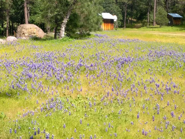 a view of a golf course with a tree