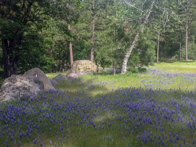 a view of outdoor space and a yard