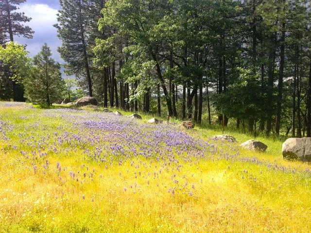 a view of a lake with a trees in the background