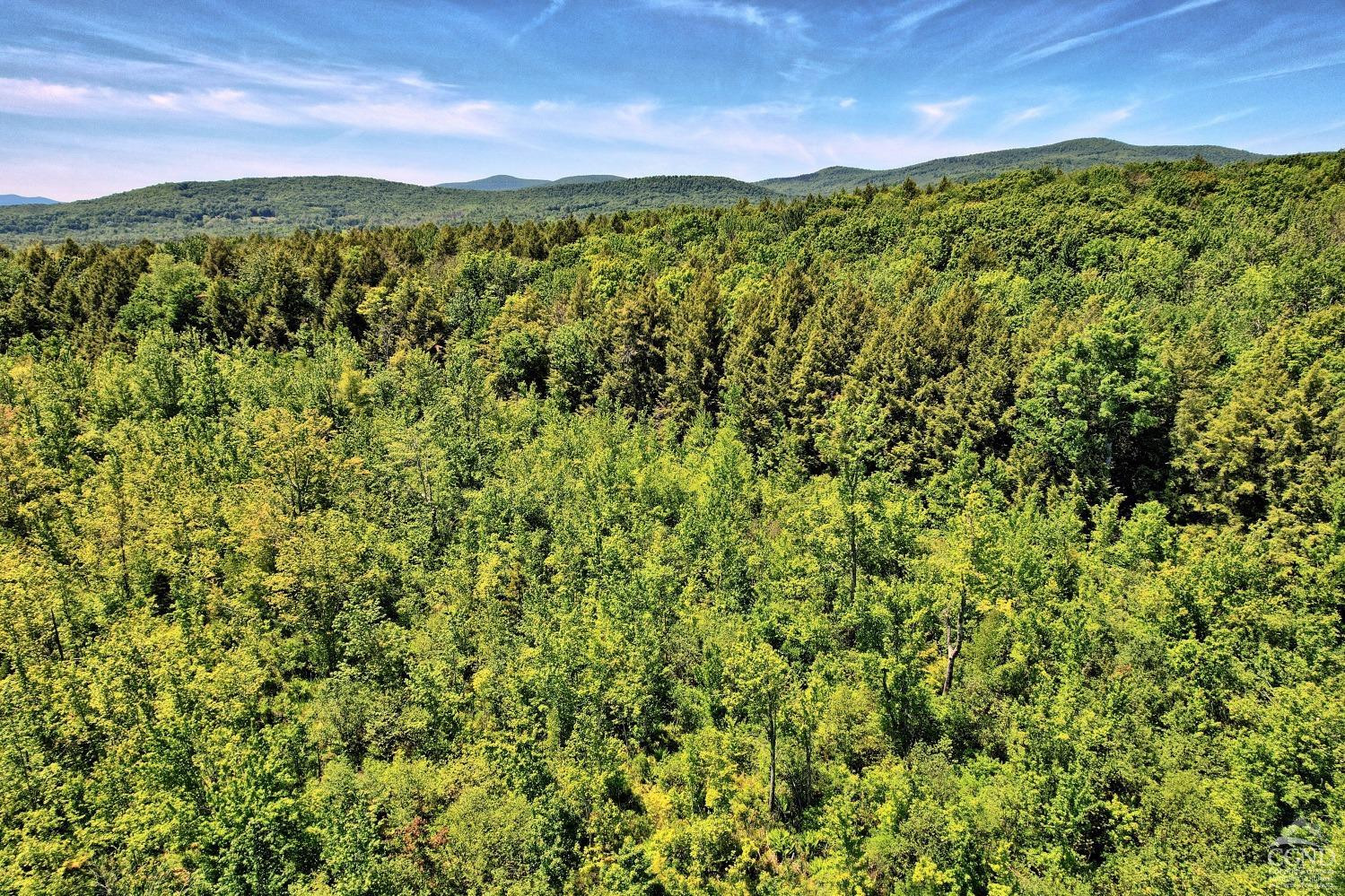383 Begley Road Windham, NY 12496 - Photo 11 of 58 a view of a lush green forest with a mountain in the background