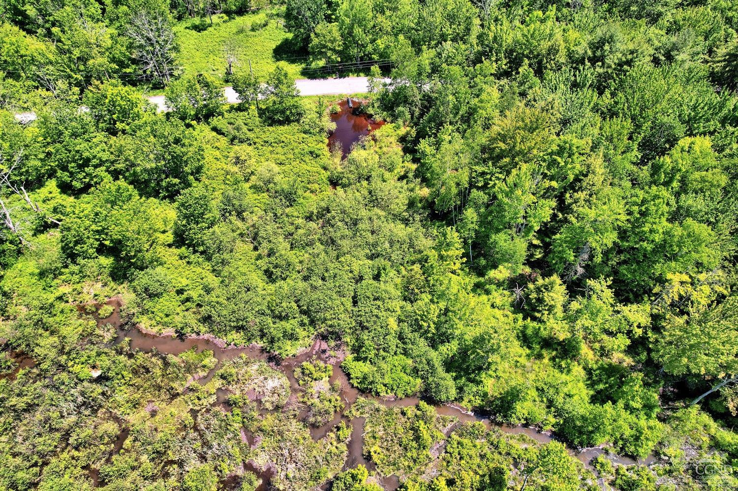 383 Begley Road Windham, NY 12496 - Photo 16 of 58 a view of a forest with a tree