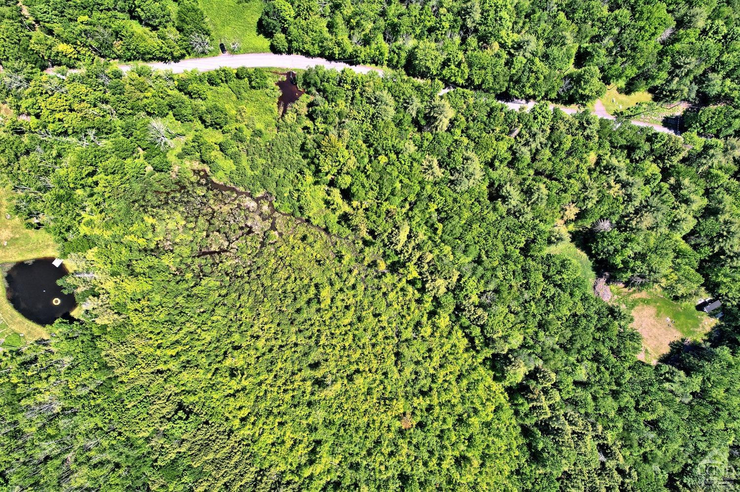 383 Begley Road Windham, NY 12496 - Photo 19 of 58 a close up of a plant in a garden