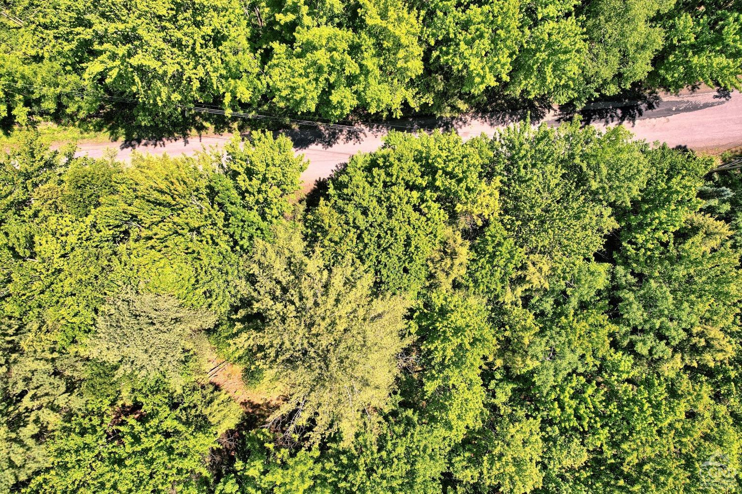 383 Begley Road Windham, NY 12496 - Photo 29 of 58 a picture of a tree