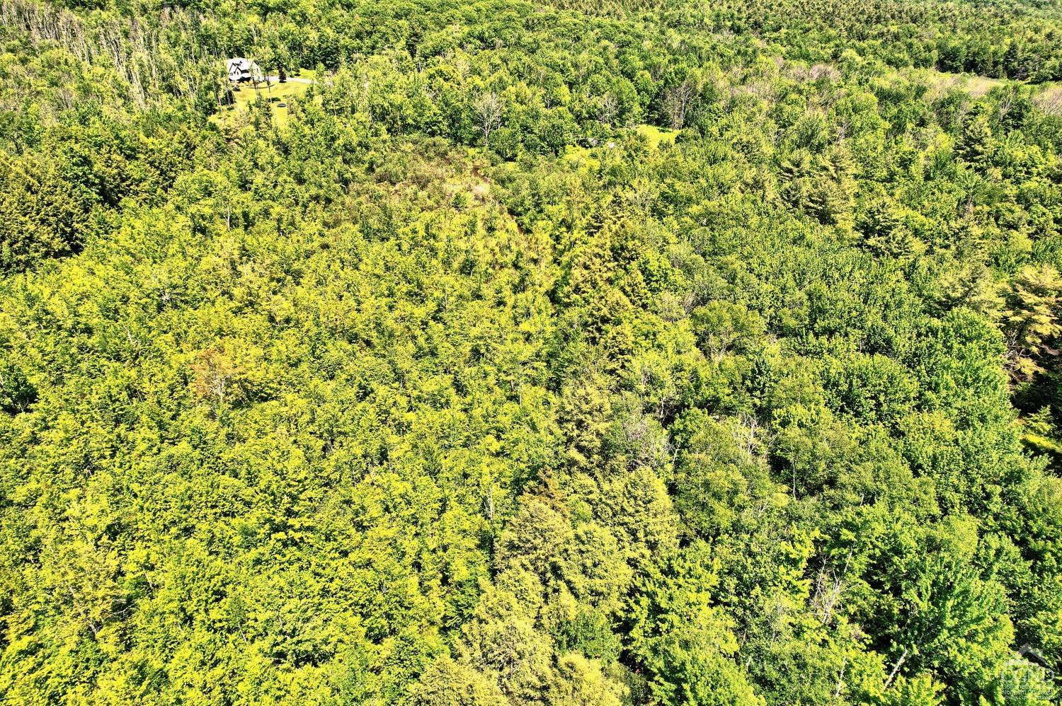 383 Begley Road Windham, NY 12496 - Photo 35 of 58 a close up of a plant