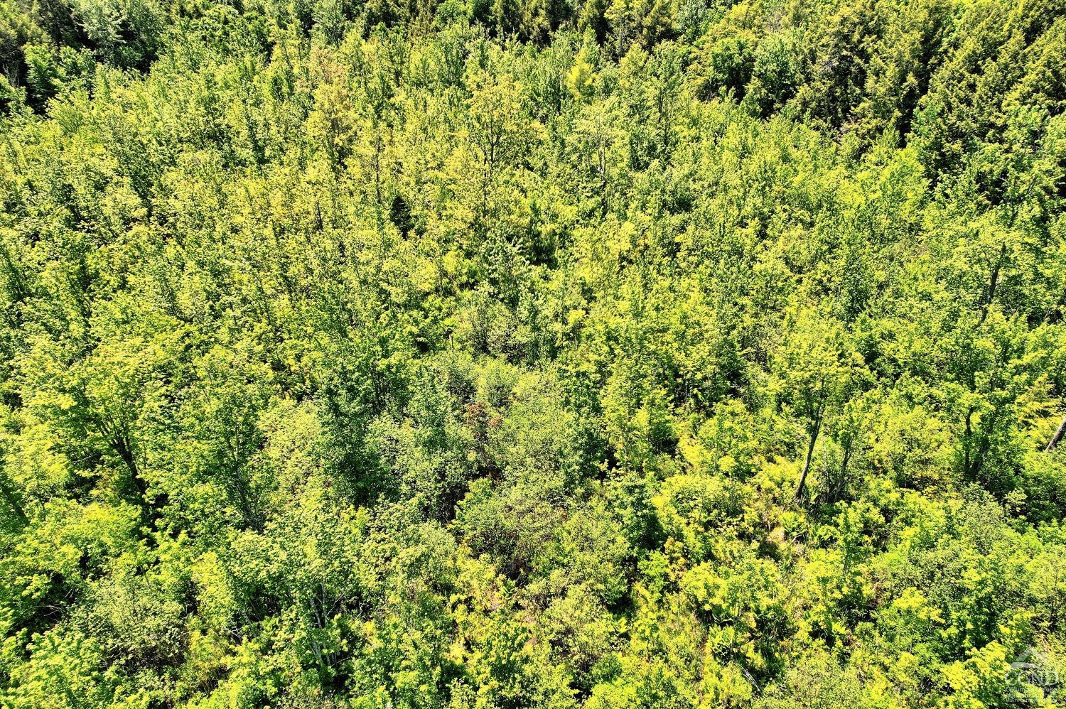383 Begley Road Windham, NY 12496 - Photo 54 of 58 a view of a lush green field