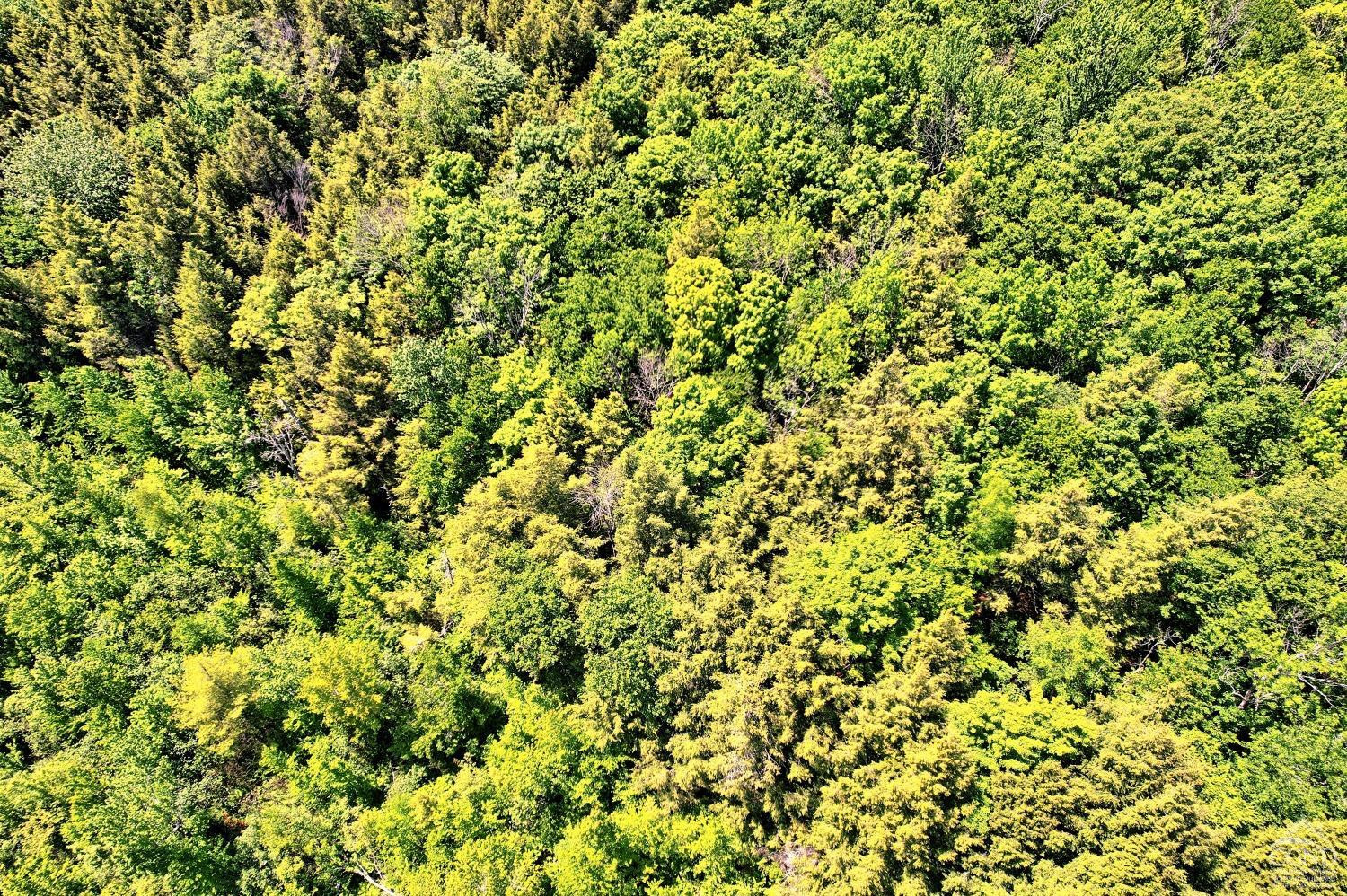 383 Begley Road Windham, NY 12496 - Photo 55 of 58 a view of a tree