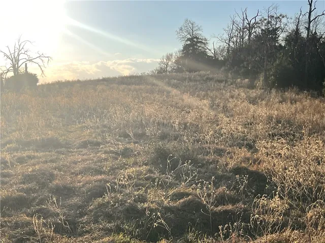 a view of a yard with an tree
