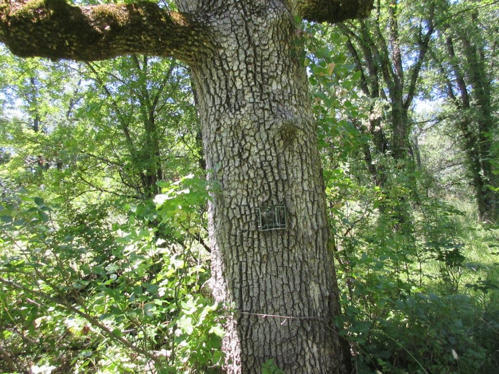 20-acres Old Stage Road Oak Run, CA 96069 - Photo 14 of 34 IMG_1959