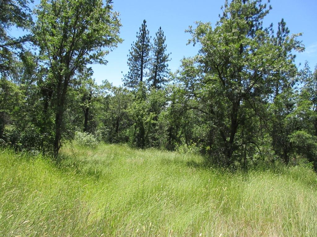 20-acres Old Stage Road Oak Run, CA 96069 - Photo 15 of 34 IMG_1956