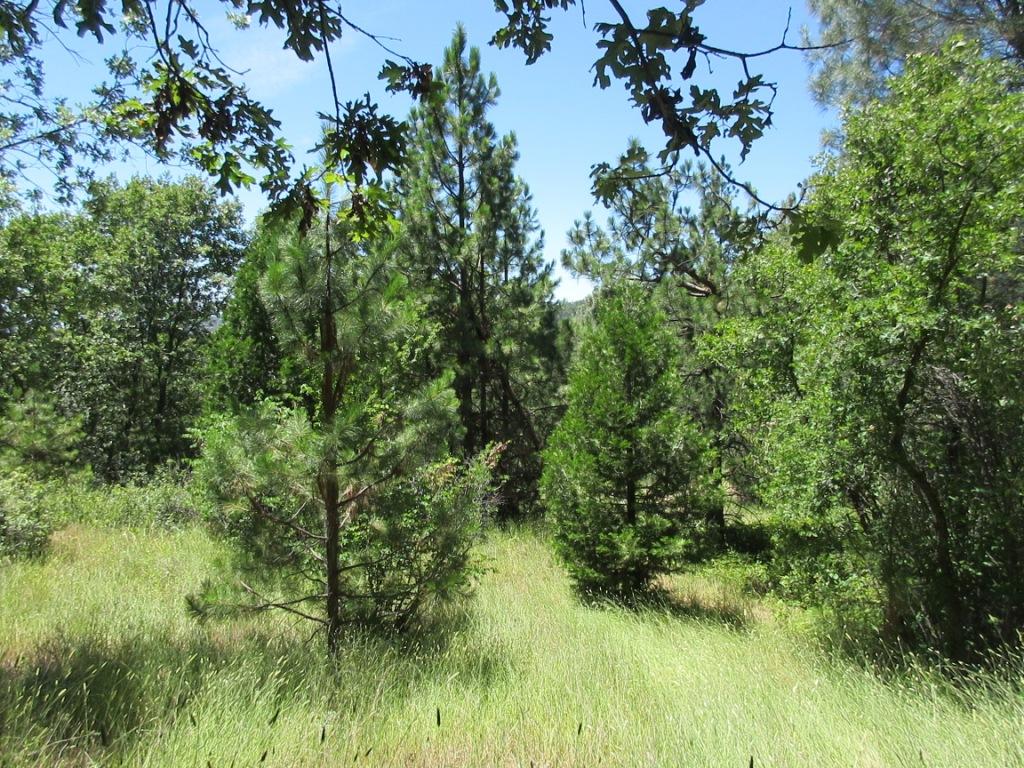 20-acres Old Stage Road Oak Run, CA 96069 - Photo 16 of 34 IMG_1953