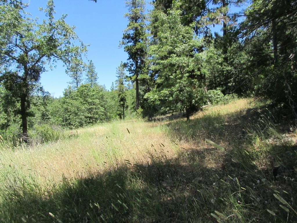 20-acres Old Stage Road Oak Run, CA 96069 - Photo 23 of 34 IMG_1941