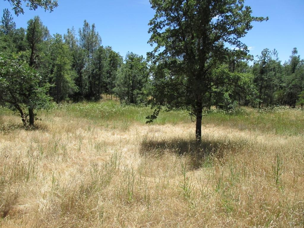 20-acres Old Stage Road Oak Run, CA 96069 - Photo 24 of 34 IMG_1968