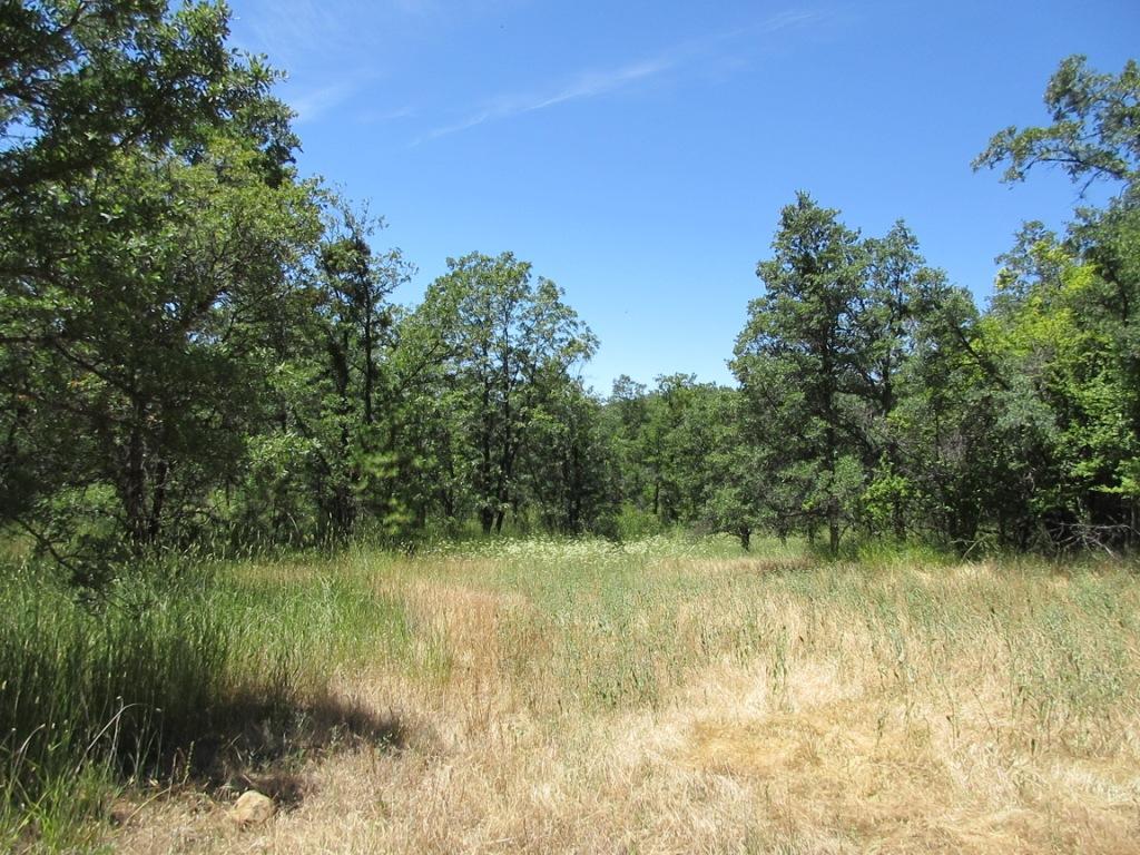20-acres Old Stage Road Oak Run, CA 96069 - Photo 26 of 34 IMG_1949