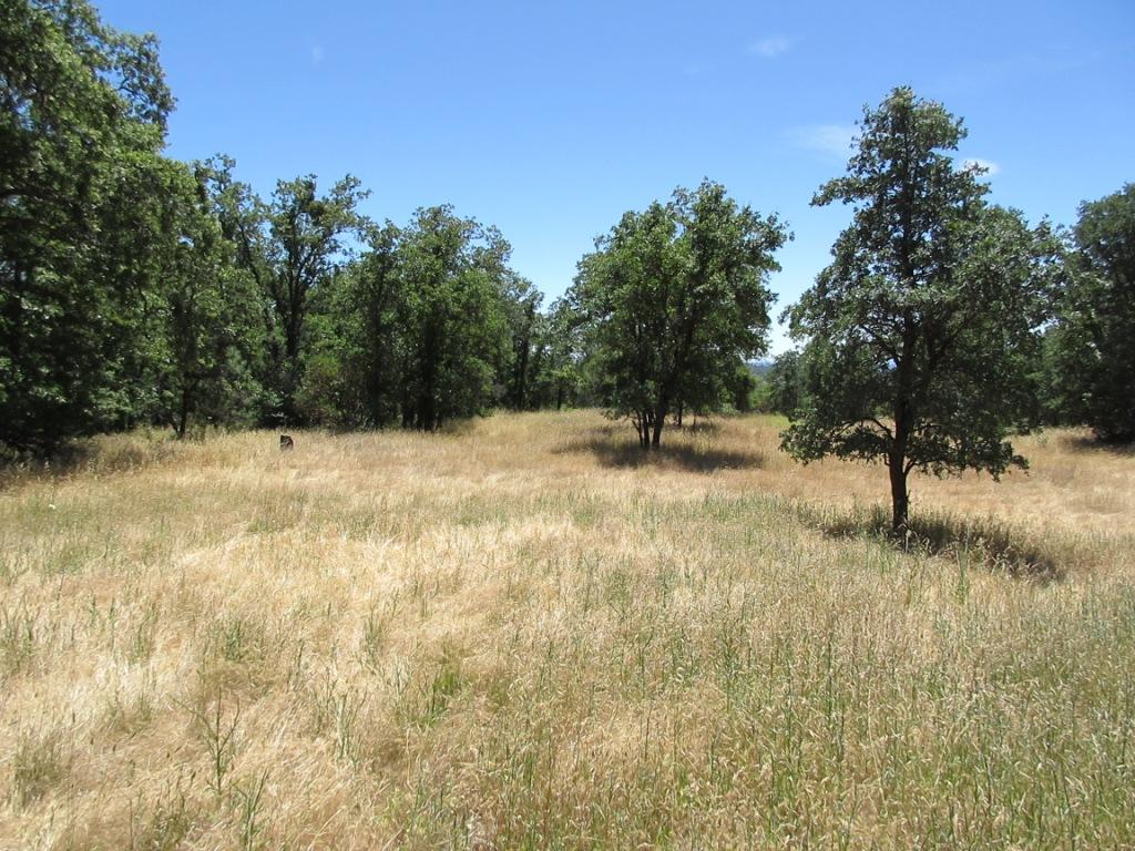 20-acres Old Stage Road Oak Run, CA 96069 - Photo 27 of 34 IMG_1963