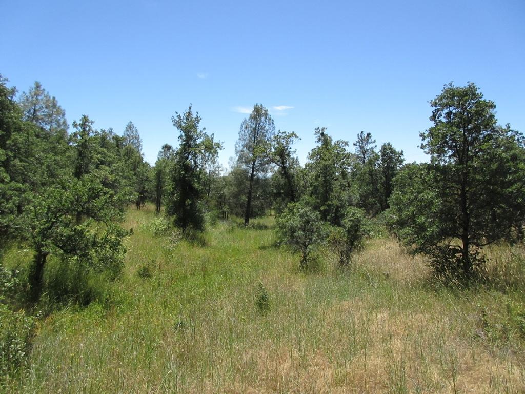 20-acres Old Stage Road Oak Run, CA 96069 - Photo 29 of 34 IMG_1970