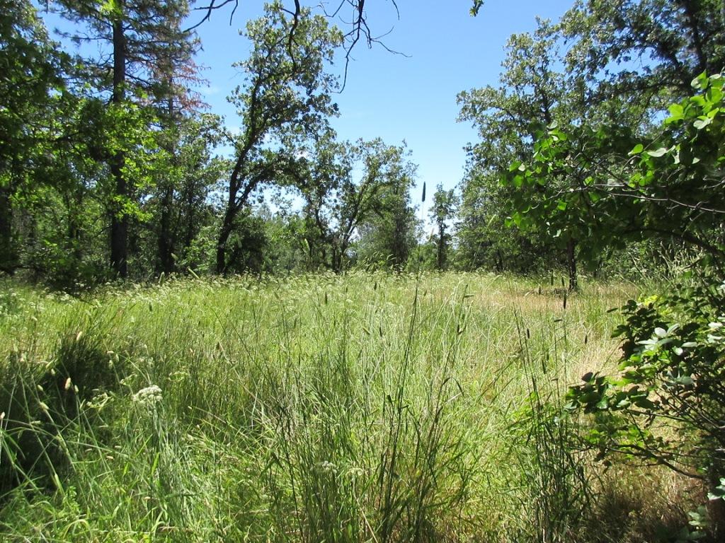 20-acres Old Stage Road Oak Run, CA 96069 - Photo 10 of 34 IMG_1960