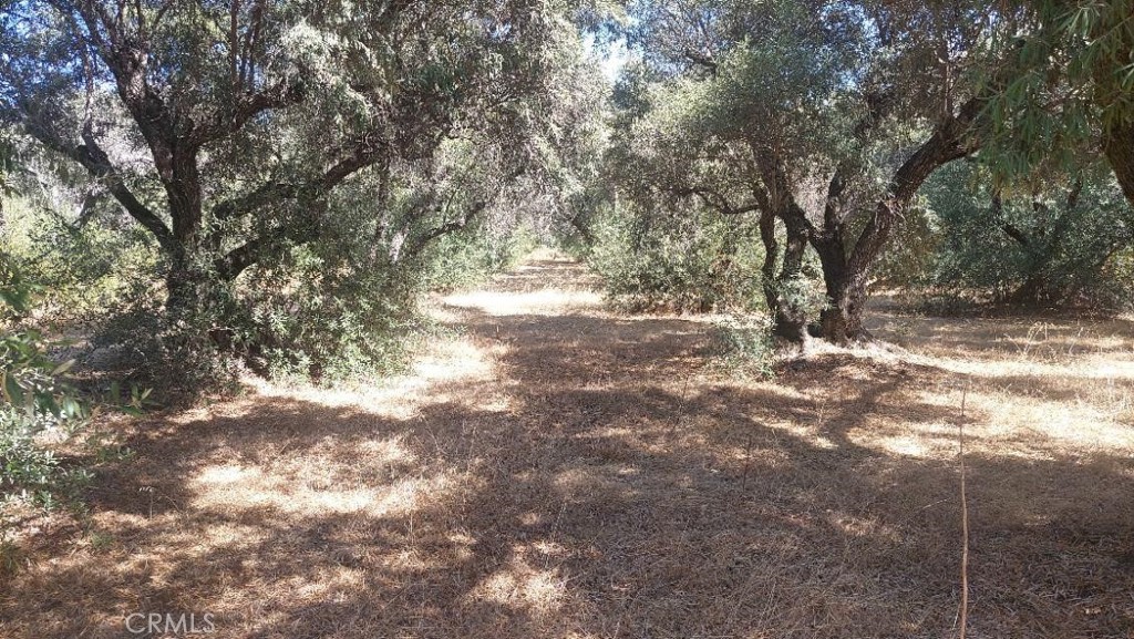 0 Finnell Avenue Corning, CA 96021 - Photo 4 of 10 a view of empty yard with trees