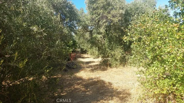 a view of yard with large trees