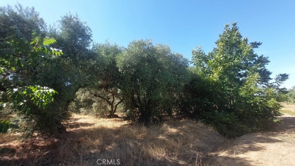 0 Finnell Avenue Corning, CA 96021 - Photo 8 of 10 a view of yard