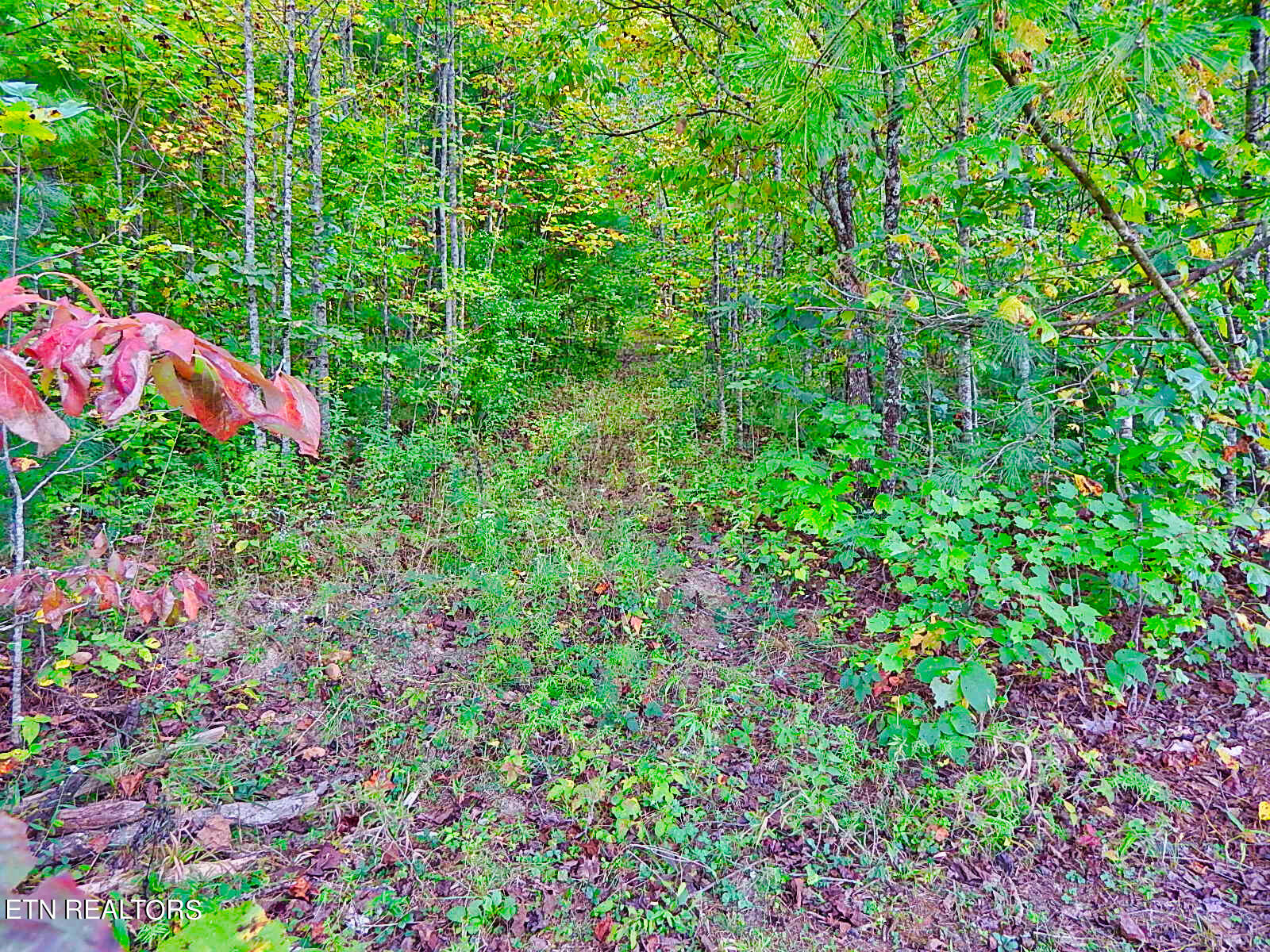 176 Knepp Road Deer Lodge, TN 37726 - Photo 8 of 60 DSCN4620