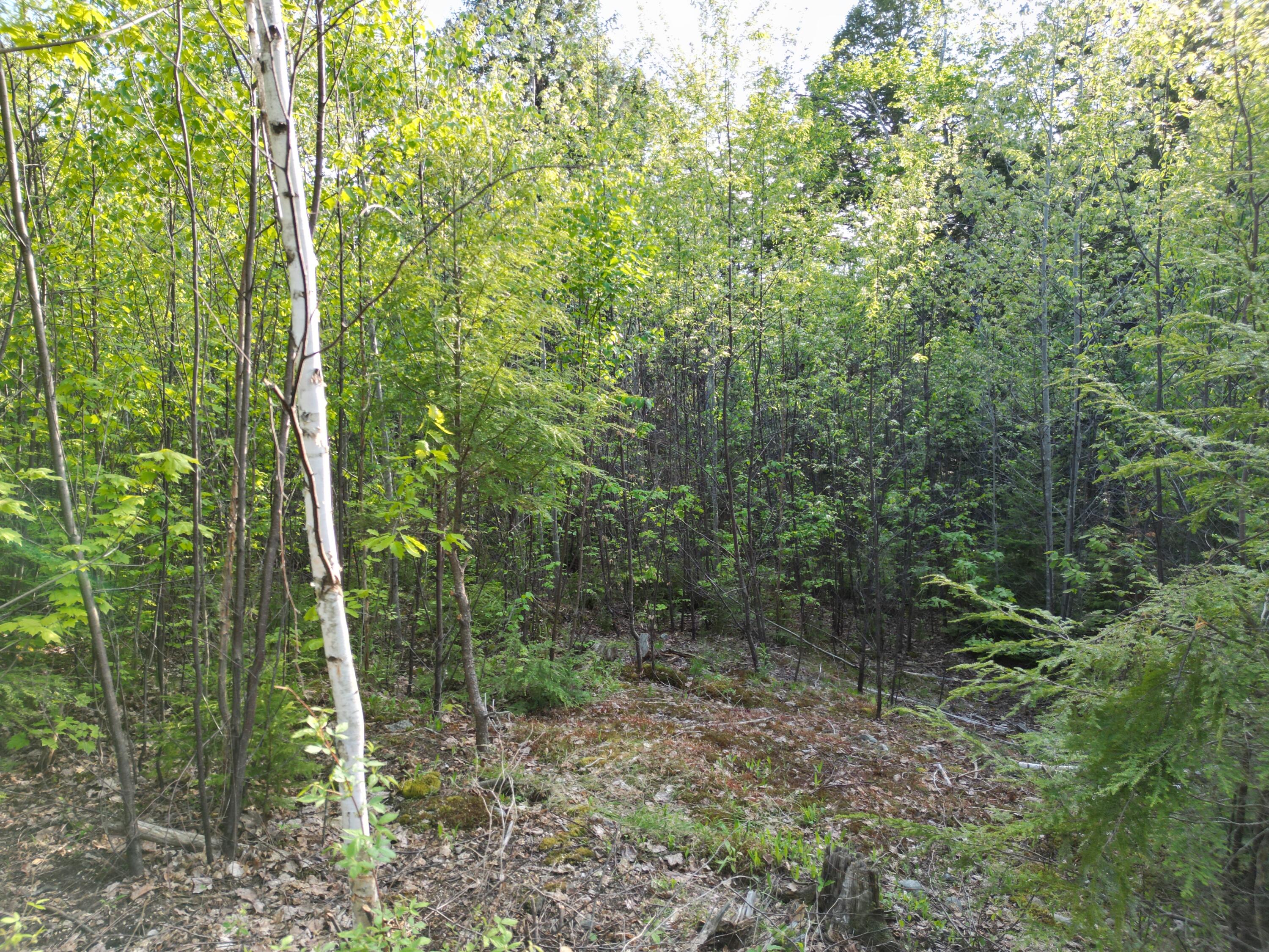 Lot 41-1 Bottle Lake Road Lakeville, ME 04487 - Photo 11 of 23 DJI_0610