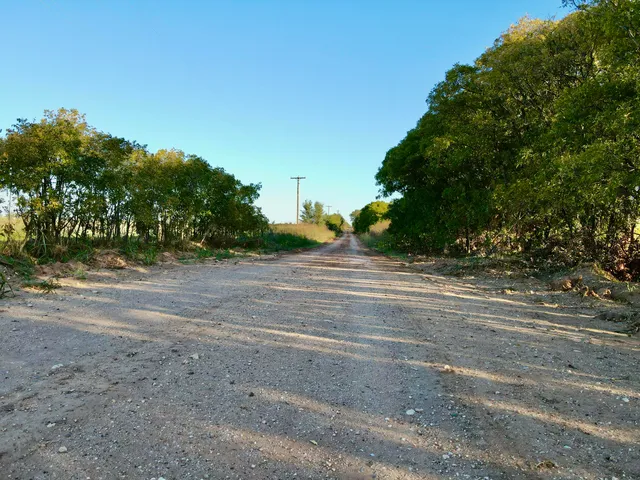 a view of a roadside with trees