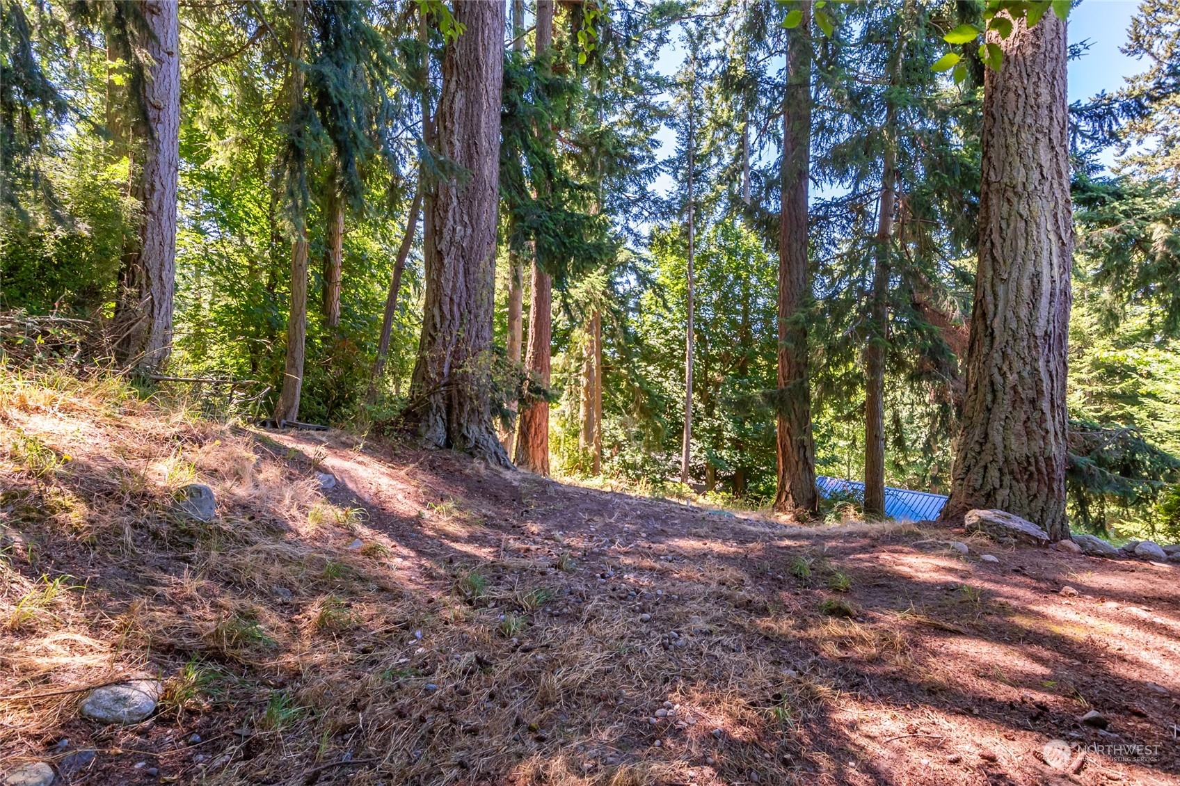 1554 East Roy Road Freeland, WA 98249 - Photo 3 of 24 a view of outdoor space and tree