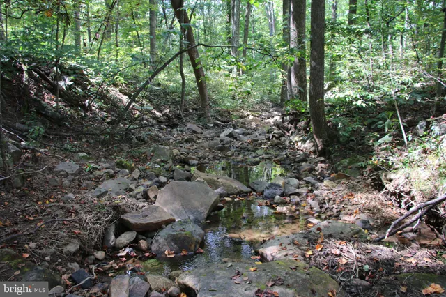 a view of a forest with lots of trees