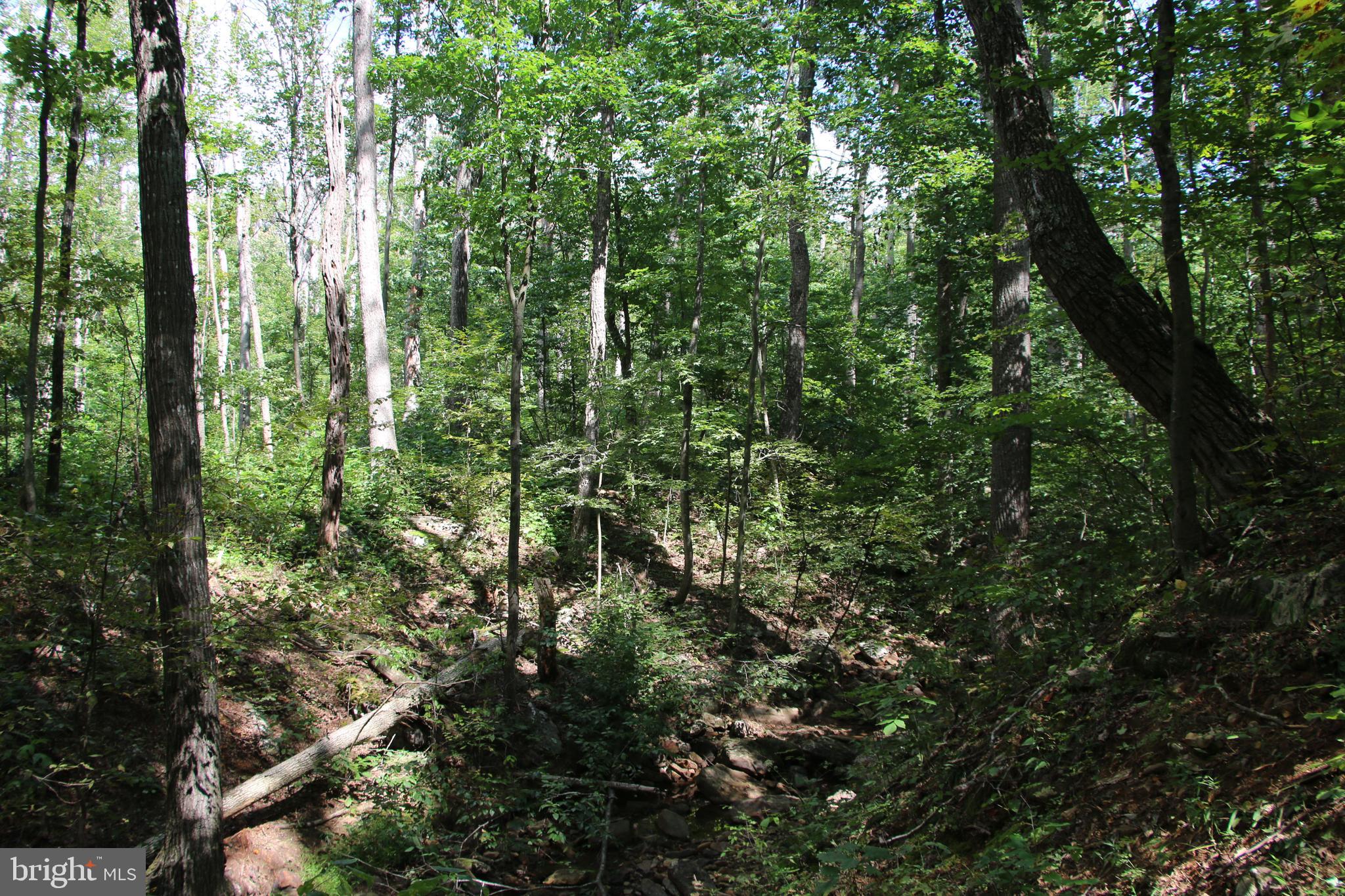 Forest Lane Gore, VA 22637 - Photo 11 of 17 a view of outdoor space and covered with trees
