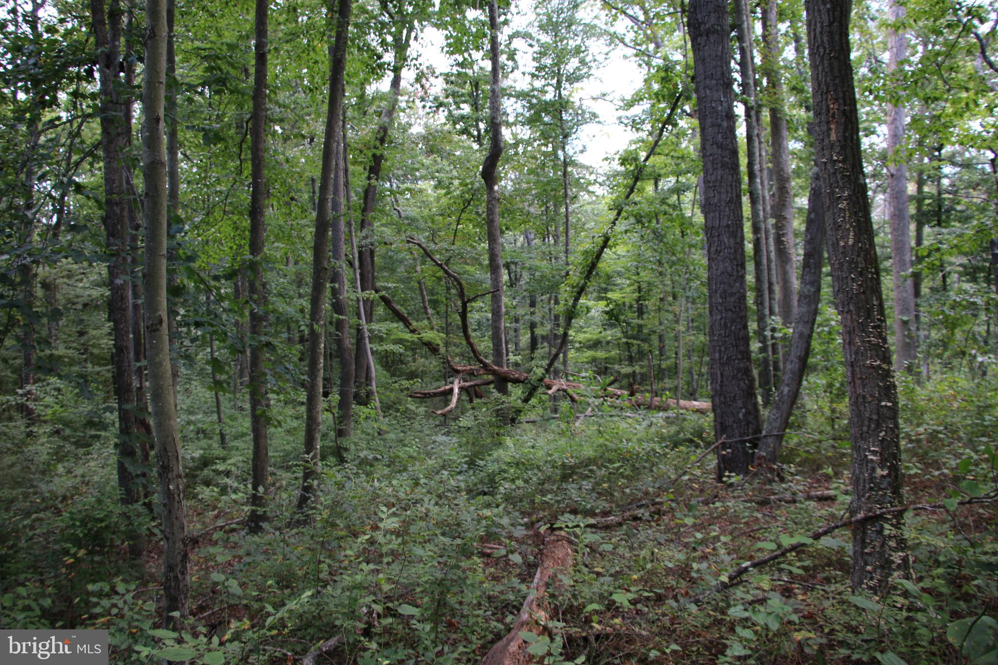Forest Lane Gore, VA 22637 - Photo 12 of 17 a view of a forest that has large trees