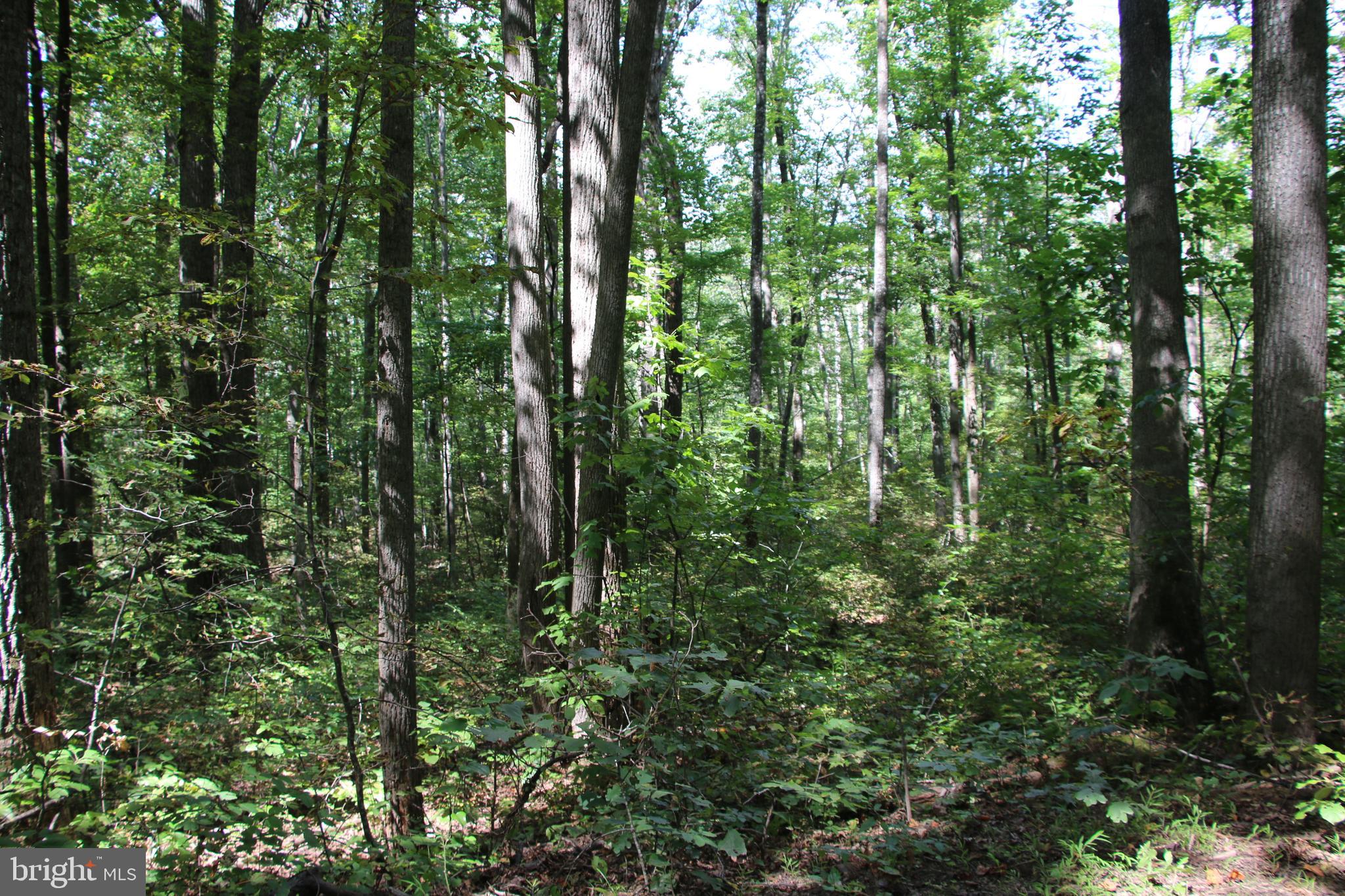 Forest Lane Gore, VA 22637 - Photo 13 of 17 a view of a forest
