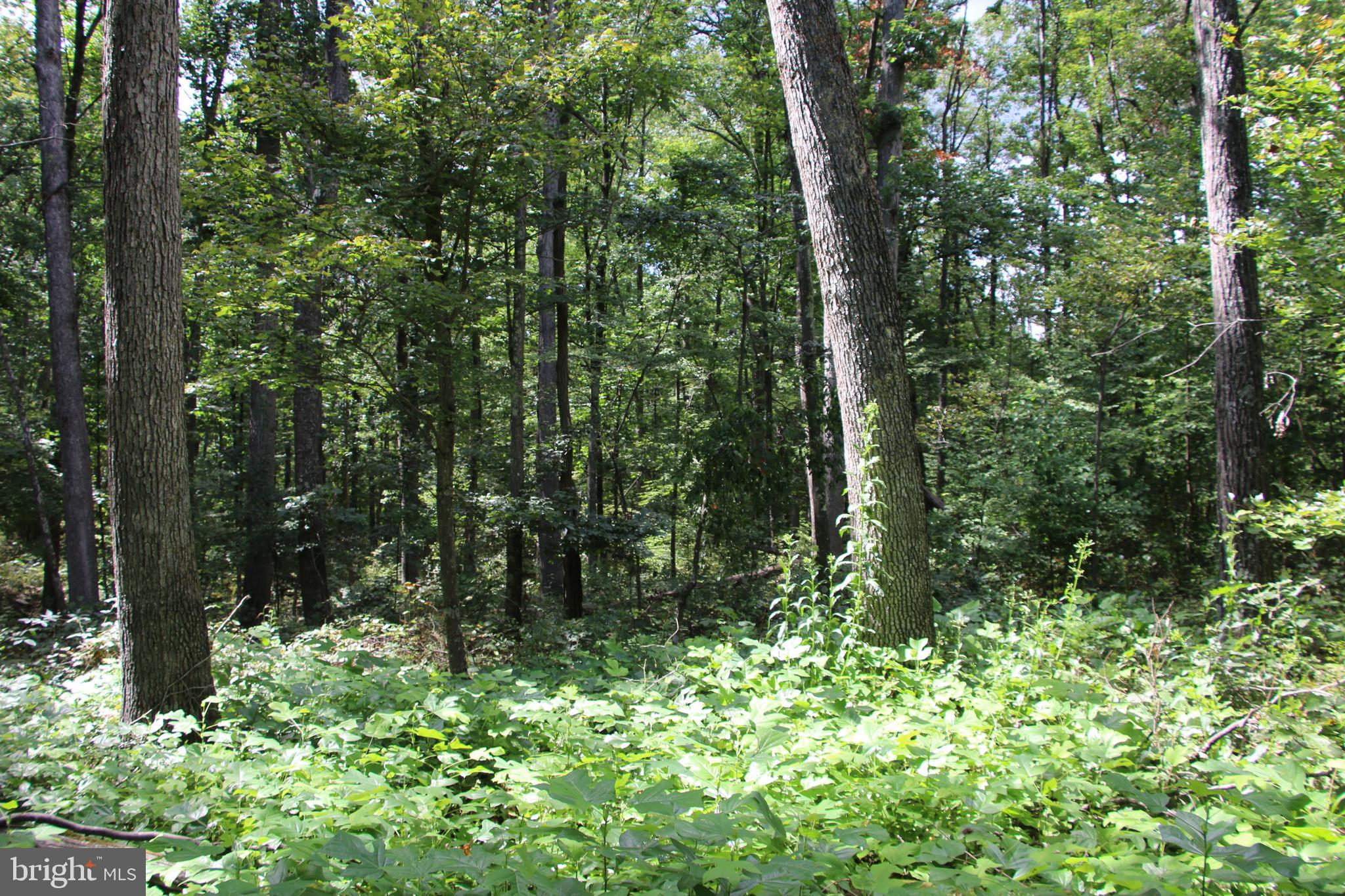 Forest Lane Gore, VA 22637 - Photo 2 of 17 a view of forest