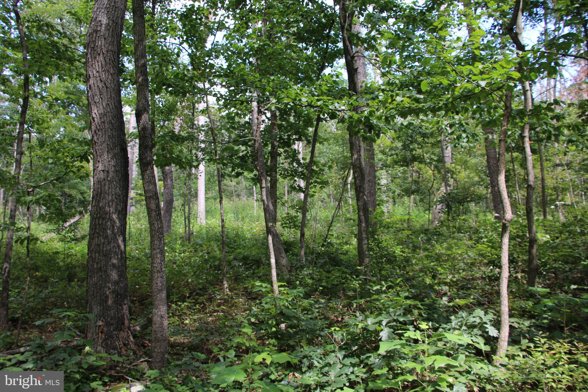 Forest Lane Gore, VA 22637 - Photo 4 of 17 a view of forest