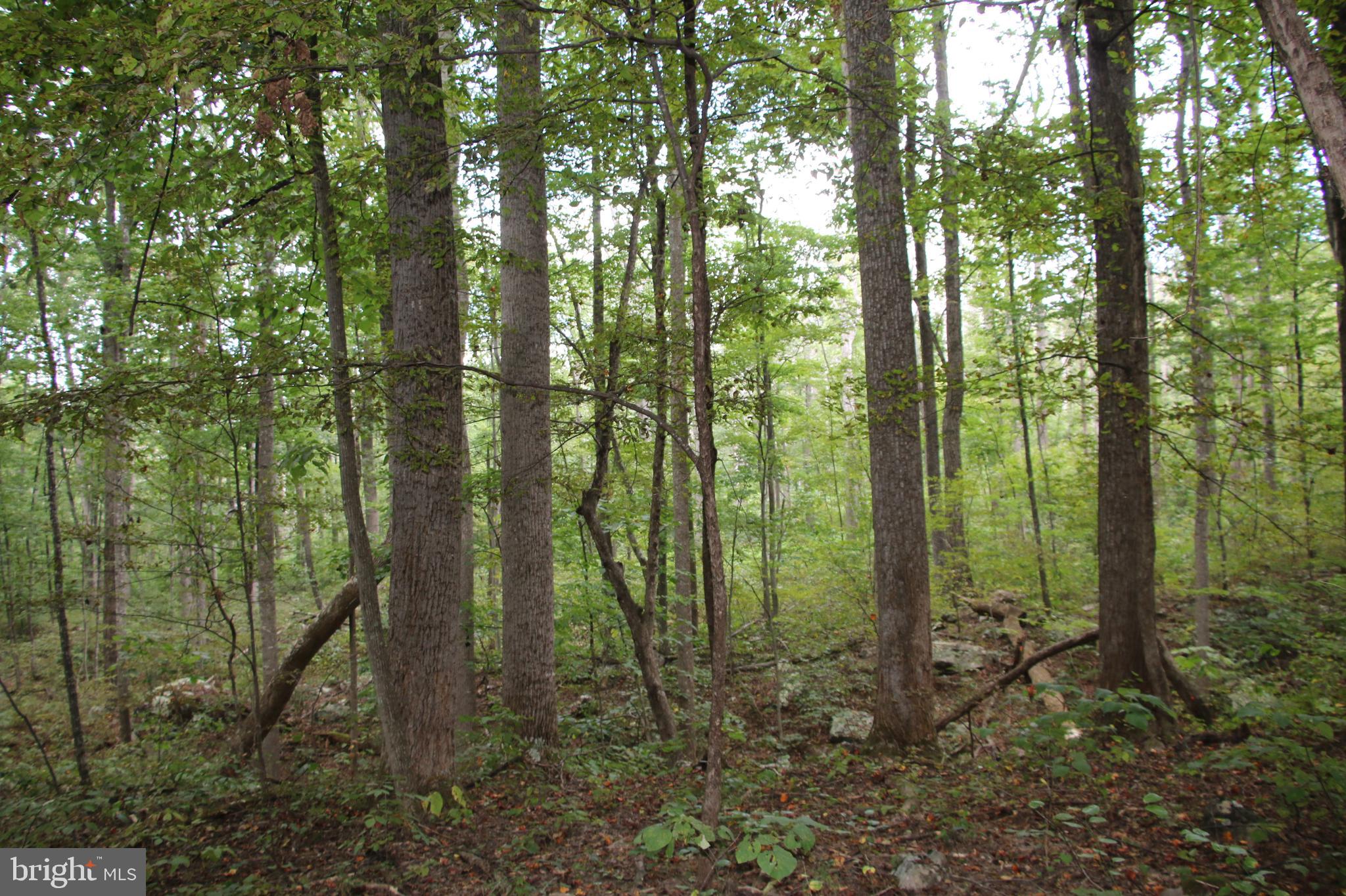 Forest Lane Gore, VA 22637 - Photo 6 of 17 a backyard of a forest