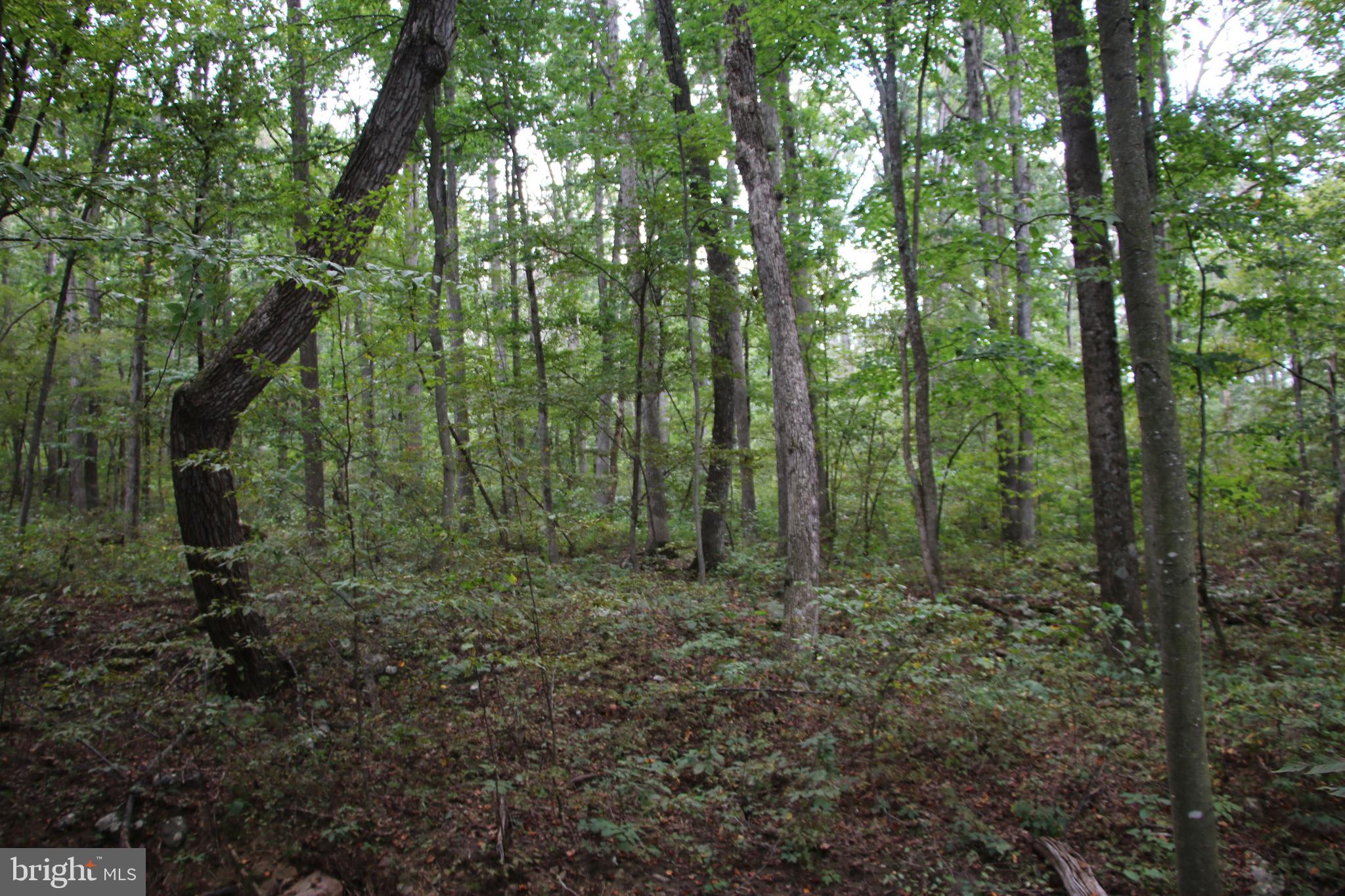 Forest Lane Gore, VA 22637 - Photo 8 of 17 a view of a forest with trees in the background