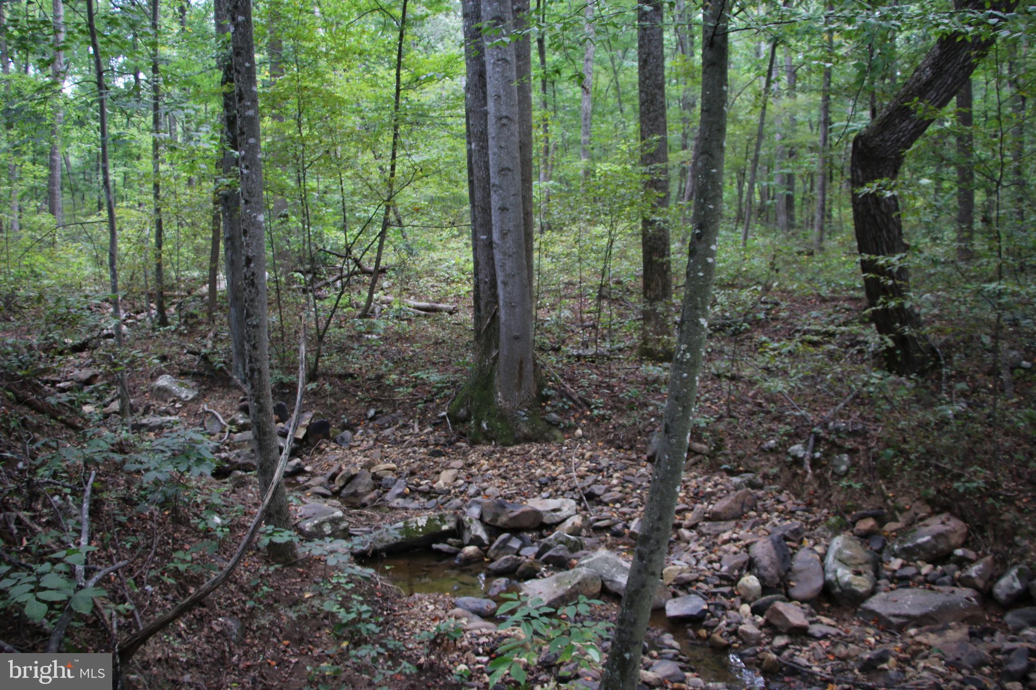 Forest Lane Gore, VA 22637 - Photo 9 of 17 a view of a forest that has large trees