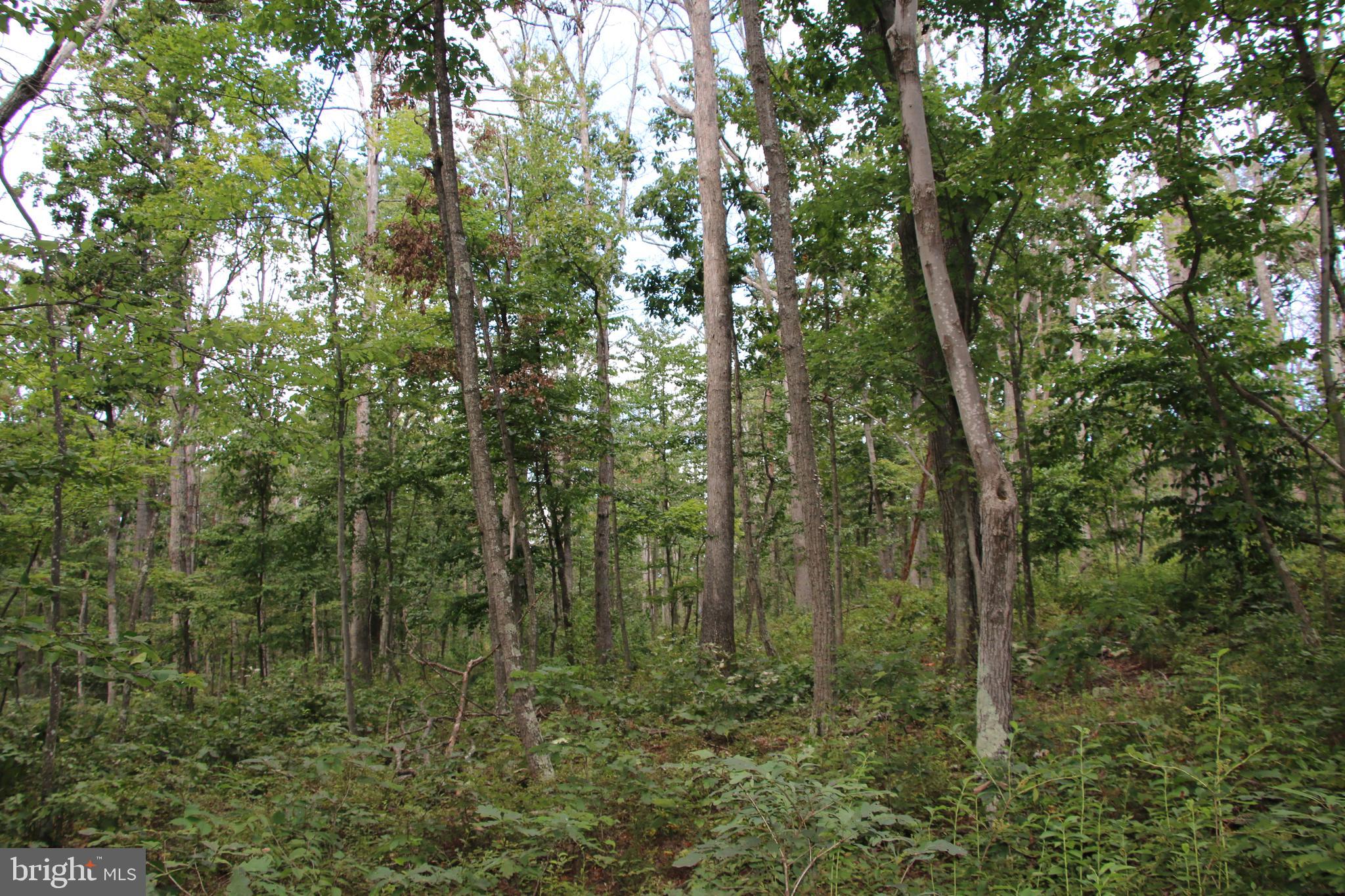 Forest Lane Gore, VA 22637 - Photo 10 of 17 a view of forest