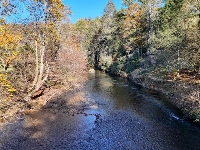 a lake view with a tree