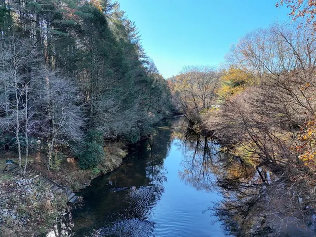 a street view with tall trees