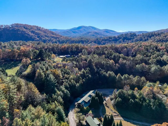 a view of a lot of trees and a mountain
