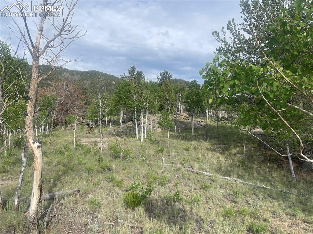 170 Emerald Way Lake George, CO 80827 - Photo 3 of 6 a view of a forest with a tree