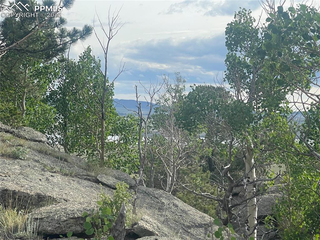 170 Emerald Way Lake George, CO 80827 - Photo 5 of 6 a view of a yard with plants and a large tree