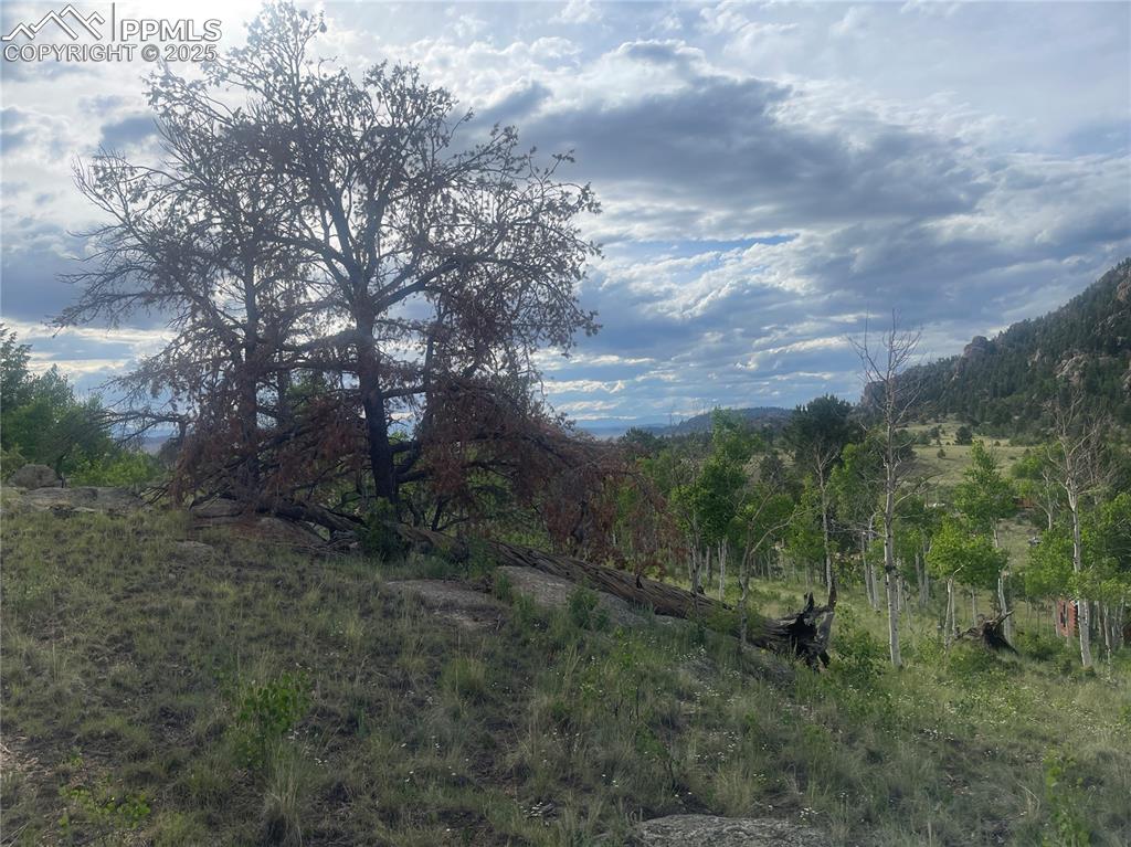 170 Emerald Way Lake George, CO 80827 - Photo 6 of 6 a view of a yard in a forest