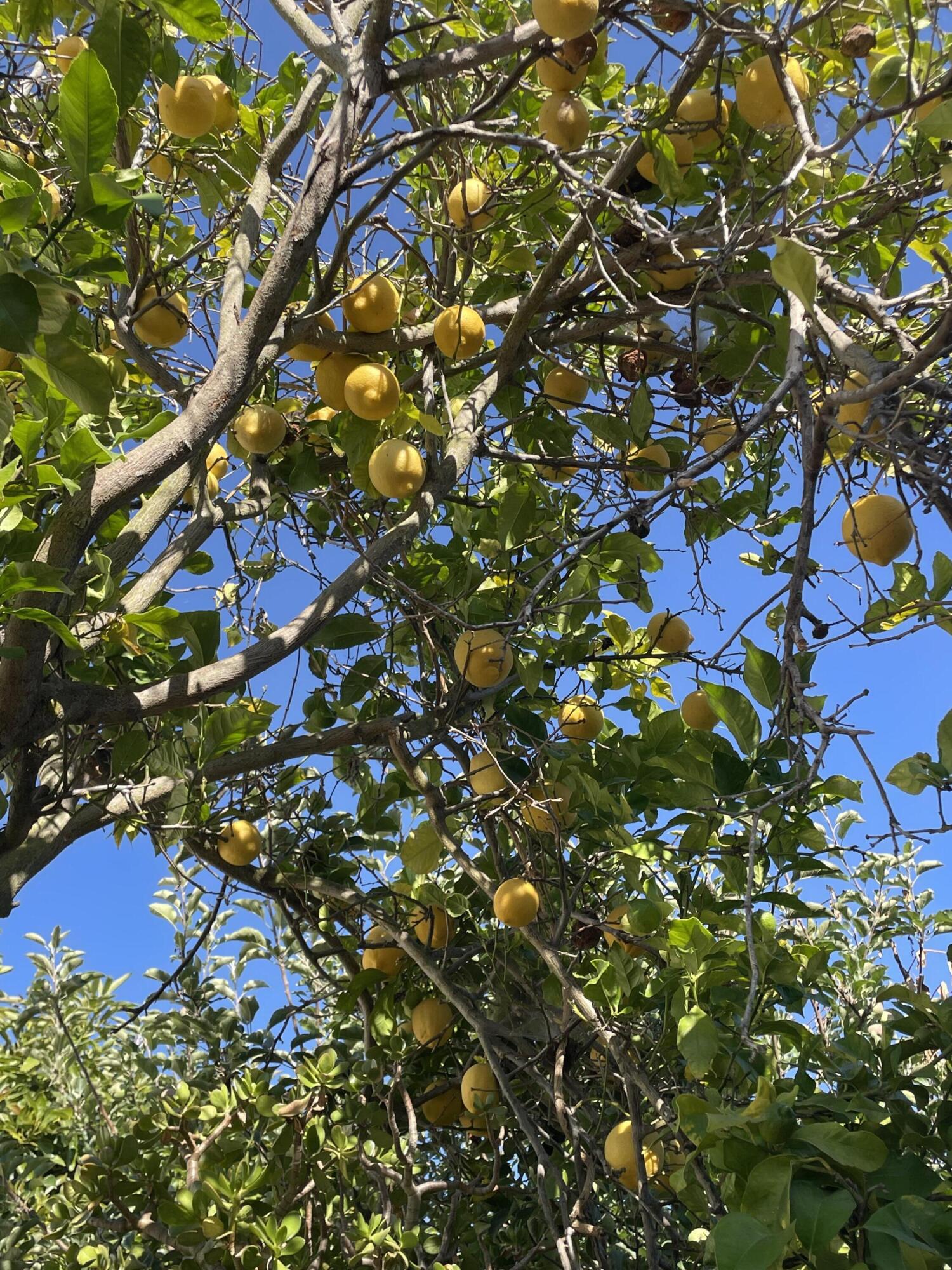 340 Old Mill Road, Unit SPC 214 Santa Barbara, CA 93110 - Photo 27 of 31 a picture of tree