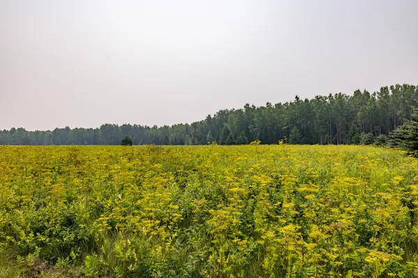 $75,000 | 13-acres Whitetail Lane, Long Lake, WI 54542